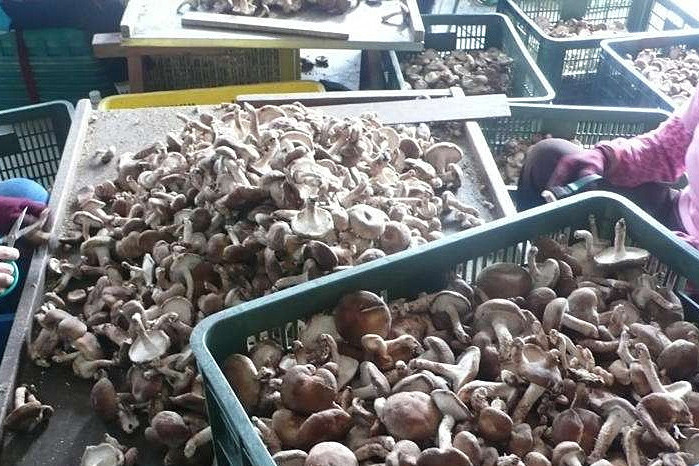 香菇烘干機專注蘑菇低成本智能烘干!_重復